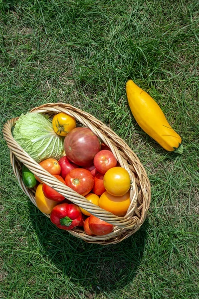 Top vista legumes em uma cesta de vime no jardim na grama verde. Colheita de legumes orgânicos frescos: vários tomates, pimentas, pepinos, abobrinha, repolho branco. — Fotografia de Stock