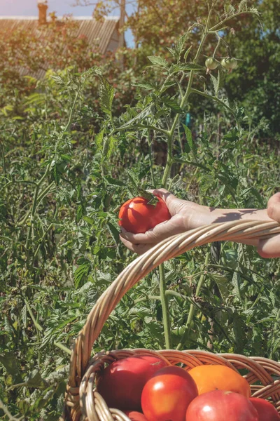 Wanita memilih tomat matang, tomat merah dalam keranjang. Konsep pertanian, berkebun, dan pertanian. Tanaman sayuran negara tumbuh — Stok Foto