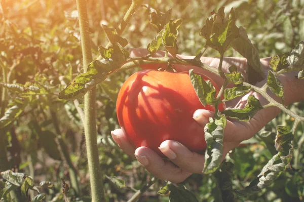 Wanita muda tangan memegang segar, tomat merah matang diambil dari semak-semak. Petani sedang memanen tomat. Tangan wanita memetik tomat segar. Panen organik, pertanian. Tampilan samping. — Stok Foto