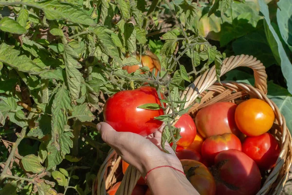 Frauen pflücken reife Tomaten in den Webkorb. Tomaten aus nächster Nähe ernten. Biologische Ernte, Landwirtschaft. Ich-Perspektive — Stockfoto