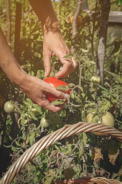 Womans tangan panen segar tomat organik di kebunnya pada hari yang cerah dan melipatnya ke dalam keranjang wicker.. Petani adalah panen tomat. Berkebun dan konsep pertanian. Vertikal — Stok Foto