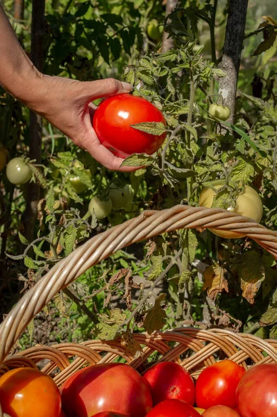 Mujeres jóvenes de la mano sosteniendo un tomate rojo fresco y maduro arrancado de un arbusto. Los tomates se pliegan en una canasta de mimbre durante la cosecha — Foto de Stock