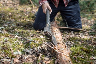 Bir oduncu yere çömeldi ve yerdeki düşen bir çam ağacının dallarını kesti. Ormanda Sahne.