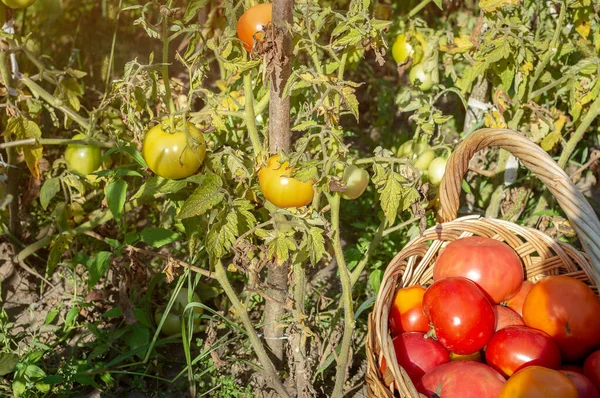 Unreife grüne Tomaten an den Sträuchern im Garten und reife rote Tomaten im Korb. Tomatenernte — Stockfoto