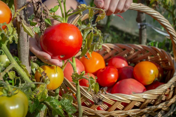 Weidenkorb mit Tomaten zwischen frischen Pflanzen im Garten. Viele frische grüne und rote reife Tomaten. Gemüse aus dem eigenen Garten. — Stockfoto