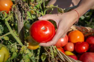 Bir kadın eli çalılıktan olgun ve sulu yuvarlak bir domates toplar ve sepete koyar. Üst görünüm