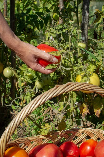 Wanita muda tangan memegang segar, tomat merah matang diambil dari semak-semak. Tomat dilipat menjadi keranjang wicker selama panen. Vertikal. — Stok Foto