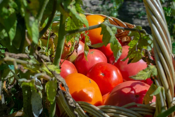 Ein Korb mit reifen roten saftigen Tomaten steht in einem Gartenbeet inmitten von Tomatengartenpflanzen — Stockfoto