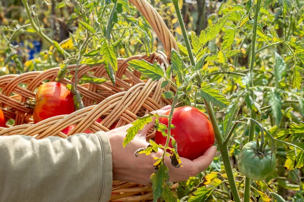 Womans tangan panen segar tomat organik di kebunnya pada hari yang cerah. Farmer Picking Tomatoes. Tanaman sayur. Konsep berkebun. Memanen tomat dalam keranjang. — Stok Foto