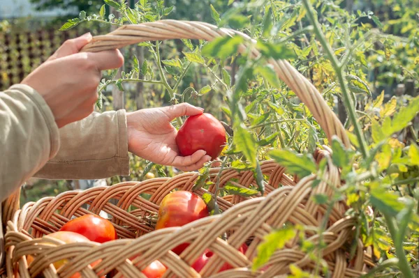 Memanen tomat dalam keranjang. Ambil tomat matang dari semak-semak, sayuran tumbuh di rumah di kebun. Panen di musim gugur. Tampilan samping — Stok Foto