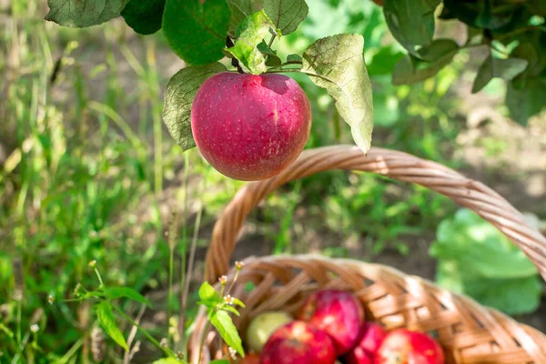 Sweet fruit apple growing on tree with leaves green, natural plant product hanging on branch. Apple photo consist of whole ripe raw fruit. There is a basket full of ripe red apples in the grass below.