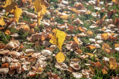 Çimlerin üzerinde duran kurumuş sarı ve kahverengi sonbahar yapraklarının arka planı. Ön planda yaprakları dökülen bir sonbahar huş dalı var. Seçici odak