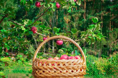 Meyve bahçesinin yeşilliği ve olgun meyveli elma ağaçları arasında sulu kırmızı elmalarla dolu bir hasır sepet duruyor. Meyve toplama zamanı.