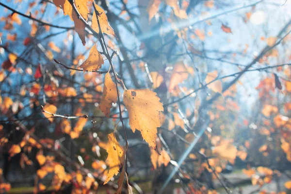 Las hojas secas amarillas otoñales cuelgan de las ramas de abedul, iluminadas por el sol brillante del otoño. Octubre. Caída de la hoja. Abedul en otoño — Foto de Stock