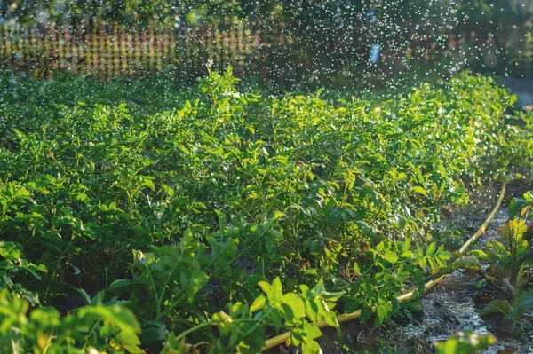 Поливочный шланг и капли падающей воды в огороде. Полив растений и овощей на частном участке. Селективный фокус. — стоковое фото