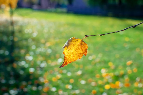 Primer plano solo una pequeña hoja de abedul amarillo otoño cuelga de una ramita y está iluminada por el sol brillante. Sobre el fondo de las hojas caídas otoñales sobre el césped verde. El otoño ha llegado. — Foto de Stock