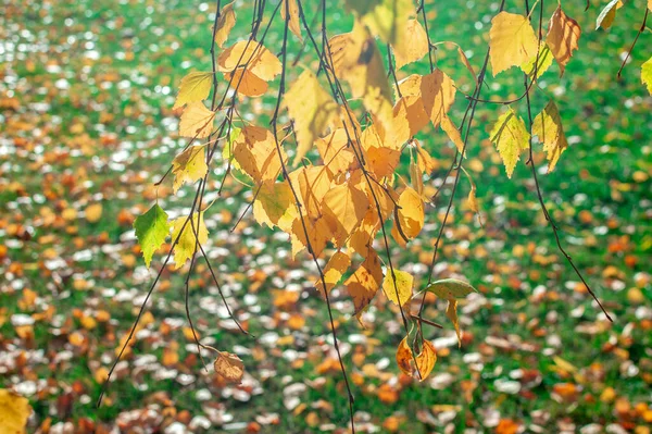 多くの白樺の葉が緑の芝生の上に落ちる秋のシーン。黄色の紅葉をした白樺の小枝が地面に曲がっています。暖かい秋、葉の秋。選択的焦点. — ストック写真