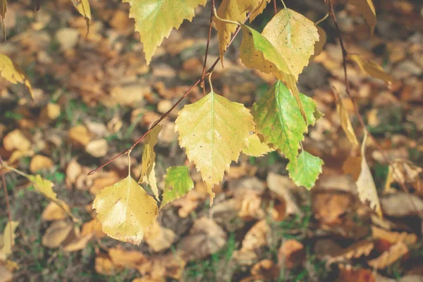 Una ramita de abedul con hojas amarillas de otoño dobladas al suelo cubiertas de follaje seco. Otoño, caída de la hoja — Foto de Stock