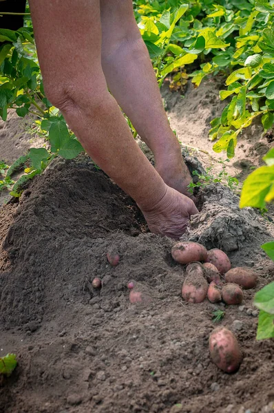 Руки выкапывают клубни красной картошки. Выкапываю молодую и вкусную картошку. Сбор урожая в постели. Вертикаль. — стоковое фото