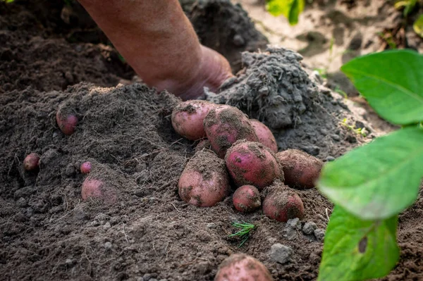 Руки выкапывают клубни красной картошки. Выкапывая молодую и вкусную картошку. — стоковое фото