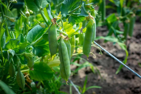 Pod kacang polong hijau juicy tergantung pada tanaman kacang polong. Kacang polong sehat tumbuh di taman. fokus selektif. Stok Gambar