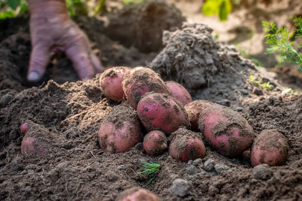 Beberapa kentang merah yang baru digali tergeletak di tanah. Tangan menggali umbi kentang Memilih kentang. Tangan karyawan wanita senior kabur dalam gerakan. fokus selektif. Stok Foto