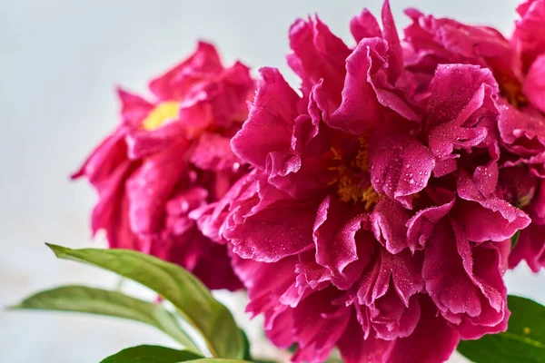 Beautiful Peony purple over a light concrete background. Horizontal composition. Text for congratulations on Valentine\'s Day or wedding.