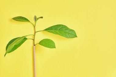 Kağıt ve mısır nişastasından yapılmış içme tüpleri, biyolojik olarak çözünebilir materyal ve yeşil filizli yeşil yapraklı eko kağıt bardaklar 2021 model arka planda. Sıfır atık ve plastiksiz konsept. Üst görünüm. 