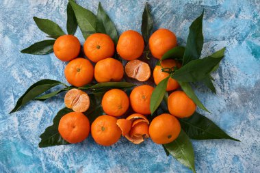 Mavi beton arka plandaki yapraklardan toplanmış mandalinalar veya mandalinalar. Üst görünüm.