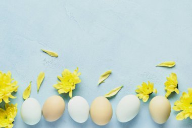 Paskalya konsepti. Mavi arka planda yumurta ve sarı kasımpatı çiçekleri. Model yap. Mutlu Paskalyalar Kartı. Üst görünüm.