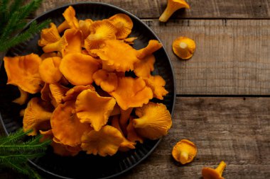 Demir retro kasede mantarlar ve ahşap bir arka planda orman yosunları. Model yap. Üst görünüm.