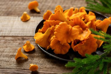 Demir retro kasede mantarlar ve ahşap bir arka planda orman yosunları. Model yap. Üst görünüm.