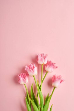 Pembe lale çiçekleri pembe arka planda. Paskalya tebrik kartı. Kopyalama alanı ile.