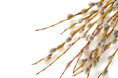Easter. Pussy willows branches isolated on a white background.