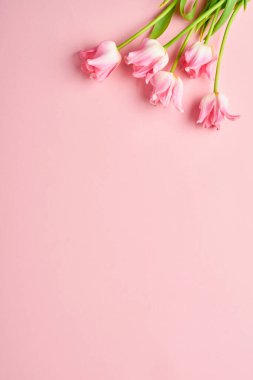 Pembe lale çiçekleri pembe arka planda. Paskalya tebrik kartı. Kopyalama alanı ile.