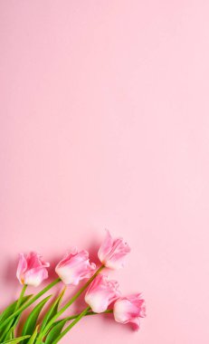 Pembe lale çiçekleri pembe arka planda. Paskalya tebrik kartı. Kopyalama alanı ile.