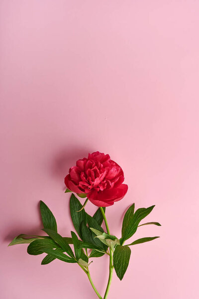 Beautiful red peony flowers bouquet over pink background, top view, copy space, flat-lay. Valentines day, mothers day background.