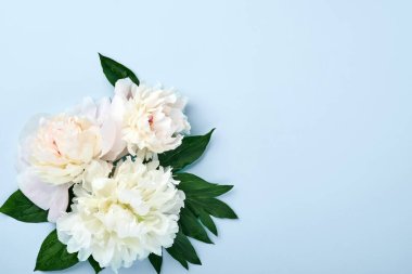 Güzel kırmızı, pembe ve beyaz şakayık çiçekleri mavi arka planda, üst manzara, fotokopi alanı, düz yatak. Sevgililer Günü, Düğün ve Anneler Günü geçmişi.