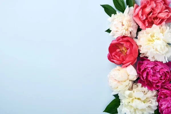 Beau Bouquet Fleurs Pivoine Rouge Rose Blanc Sur Fond Bleu — Photo