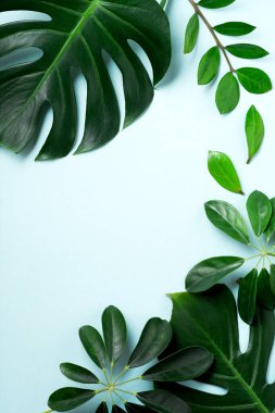 Pembe arka planda tropik yapraklar. Mavi arka planda yeşil Monstera bitkisi ve kopyalama alanı. Üst görünüm.