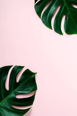 Pembe arka planda tropik yapraklar. Pembe arka planda yeşil Monstera bitkisi ve fotokopi alanı. Üst görünüm.
