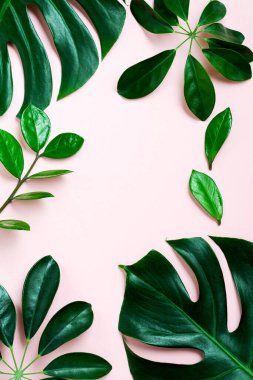 Pembe arka planda tropik yapraklar. Pembe arka planda yeşil Monstera bitkisi ve fotokopi alanı. Üst görünüm.