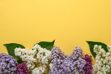 Sarı arka planda güzel beyaz leylak dalları. Üst Manzara. Düğünler için leylaklı kutlama kartı, Sevgililer Günü ve Anneler Günü.