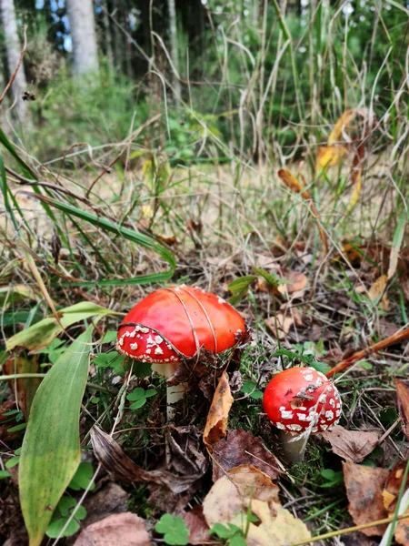 Forest Mushroom Sun Light Autumn Forest Amanita Poisonous Mushroom Search — Stock Photo, Image