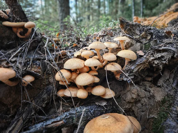Funghi Miele Nella Foresta Con Luce Del Sole Una Foresta — Foto Stock