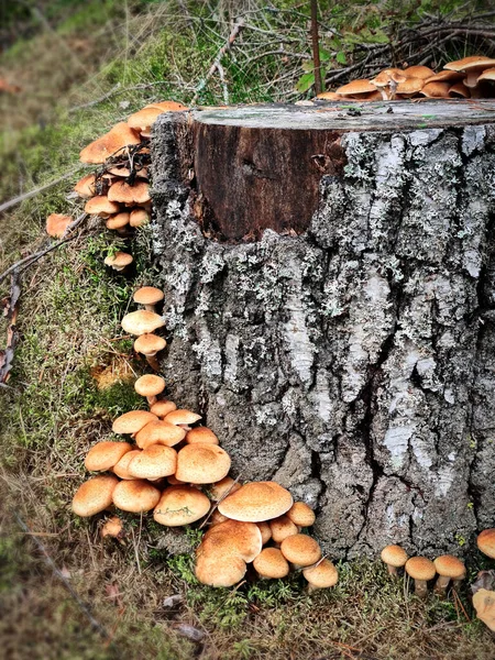 Funghi Miele Nella Foresta Con Luce Del Sole Una Foresta — Foto Stock