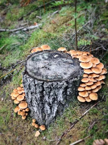 Honigpilze Wald Mit Sonnenlicht Herbstlichen Wald Suche Nach Pilzen Wald — Stockfoto