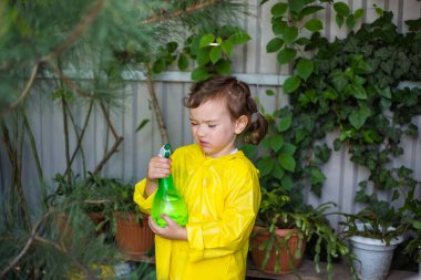 Sarı yağmurluklu şaşkın küçük bir kız seraya çiçek sıkıyor..