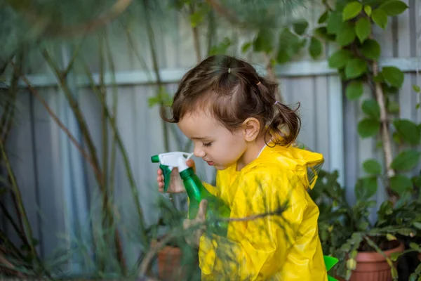 Seradaki bitkilere pulvinaria serpiştiren küçük yardımcı.