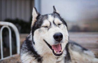 İri köpek gülümsüyor. Köpeğin yakın çekimi, kabuklu bir köpek portresi..